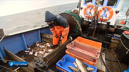 Leere Meere - Wie bedroht sind Fischbestände?