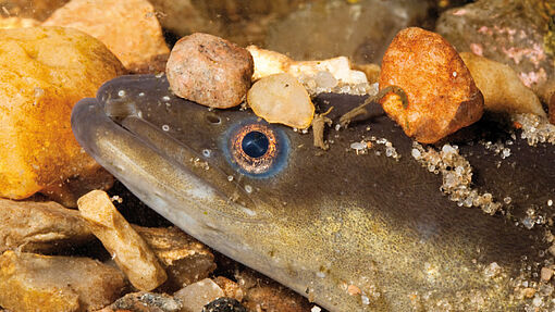 Der Steig- oder Gelbaal