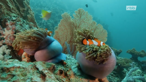 Mit allen Wassern gewaschen - Tricks und Finten der Fische