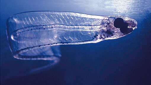 Die Weidenblattlarve