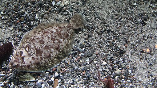 Auf Zertifizierung achten!