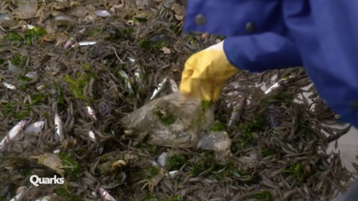 Das Problem mit dem Plastik – Was bringen Ozean-Plastik, Bio-Plastik &amp; Co.?